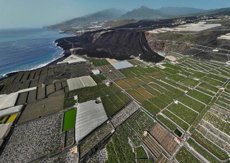 Imagen secundaria 1 - El sector del plátano en La Palma reclama medidas contra la ruina de la agricultura