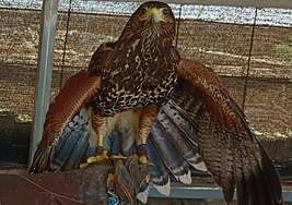 El álbum de Majorera, el águila harris desaparecida en Agüimes