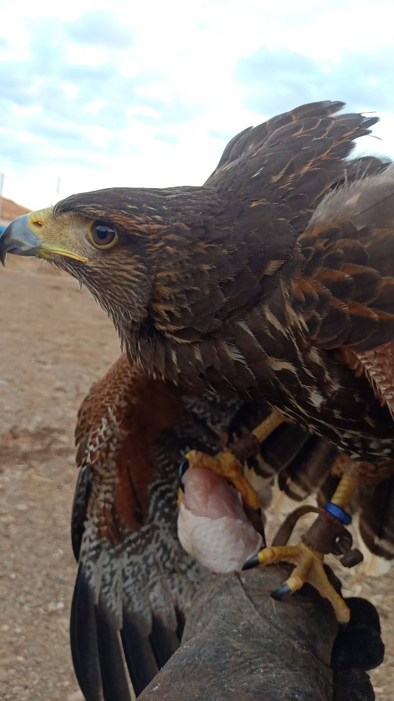 El álbum de Majorera, el águila harris desaparecida en Agüimes