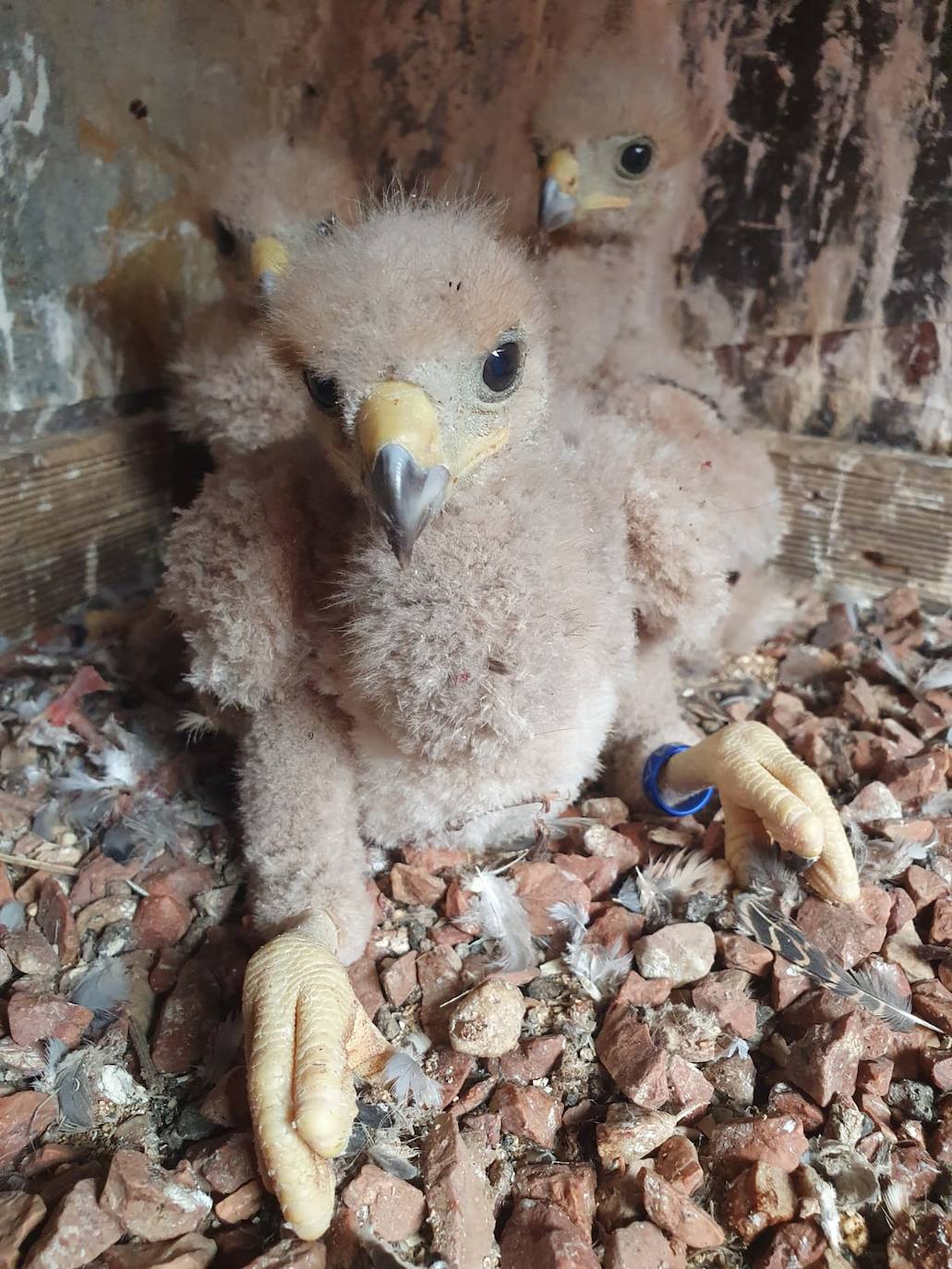 El álbum de Majorera, el águila harris desaparecida en Agüimes