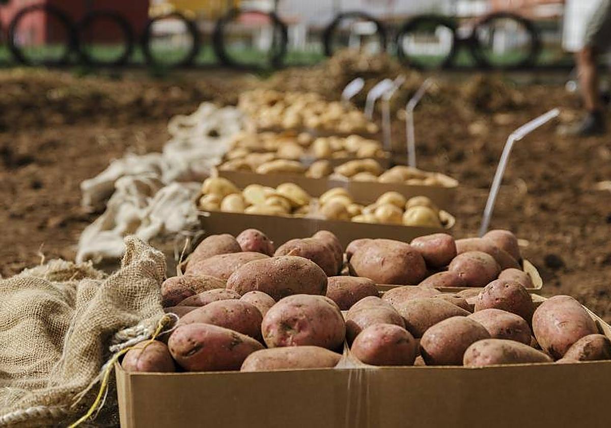 Imagen de diferentes tipos de papas.
