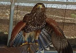 Imagen de Majorera difundida por sus dueños.