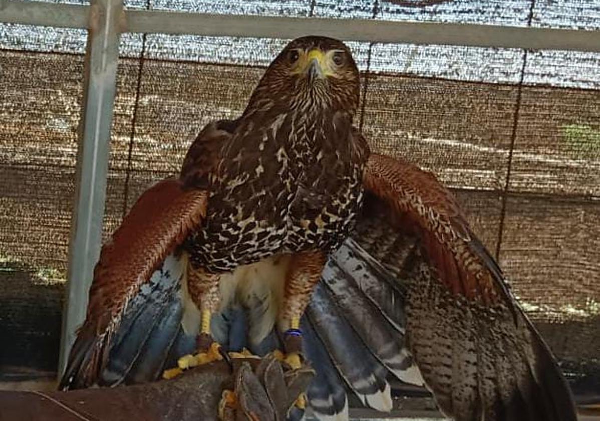 Imagen de Majorera difundida por sus dueños.