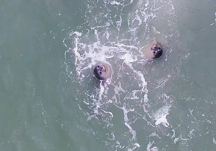 'La última gran colonia' aborda la lucha de la foca monje por sobrevivir.