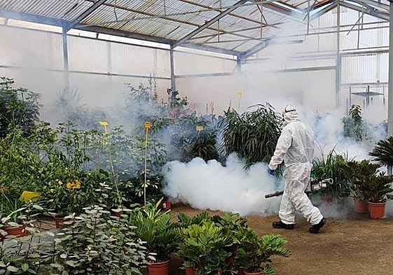 Fumigación del invernadero de Tacoronte donde se hallaron los ejemplares del vector.