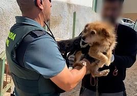 Imagen de uno de los animales enjaulados en la finca de Ingenio.