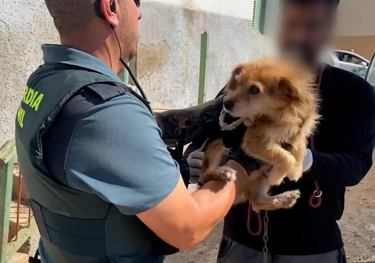 Rescatados 80 animales que sufrían maltrato animal en Gran Canaria