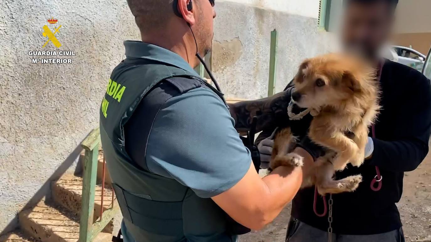 Rescatados 80 animales que sufrían maltrato animal en Gran Canaria