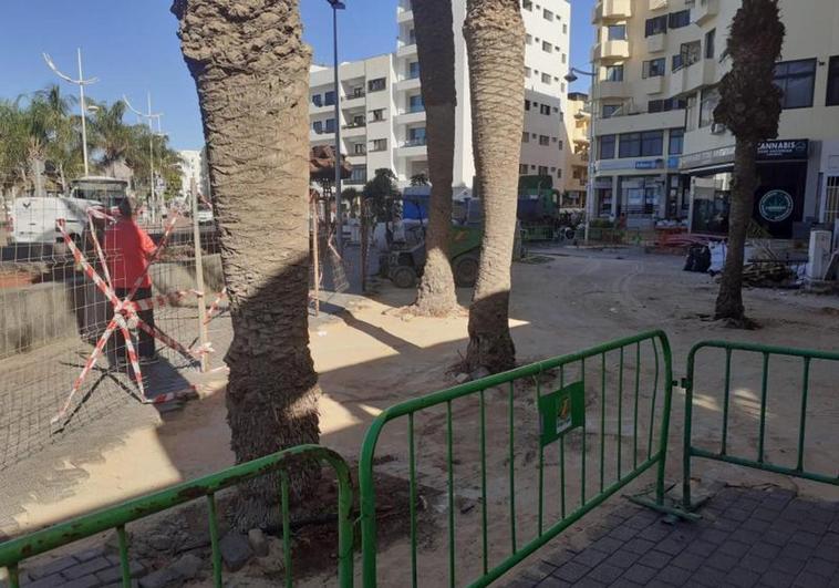 Las palmeras de Canalejas, enfermas, está por ver si pueden ser replantadas