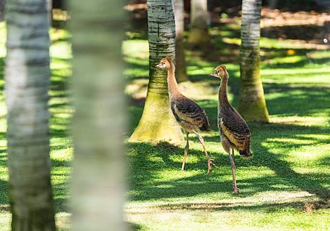Las dos nuevas crías caminan por su jardin.