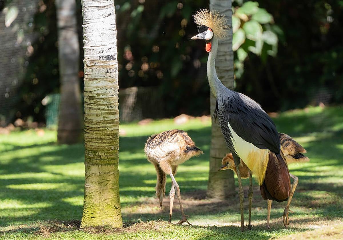 Grulla adulta con sus crías.