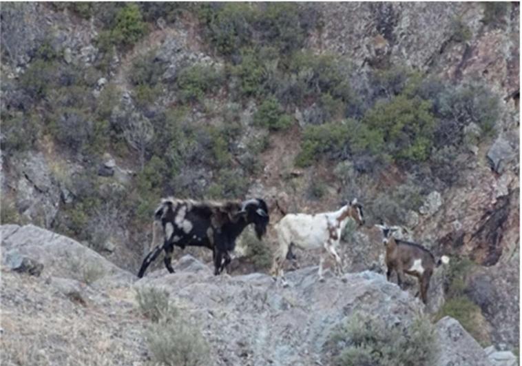 No menos de 511 cabras campan en Tamadaba, Tauro, Inagua y El Nublo