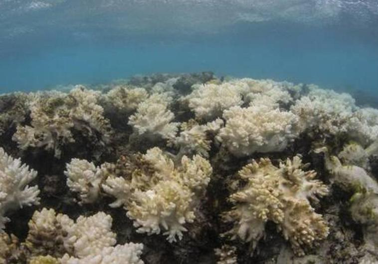 Gran Canaria será un laboratorio para crear arrecifes protectores contra el cambio climático