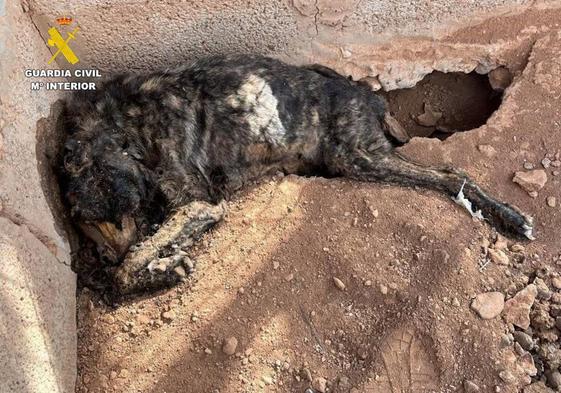 Horror en Tuineje: hallan tres perros atados y momificados en una perrera