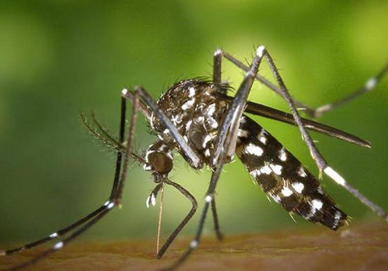 Detectan el segundo ejemplar de un mosquito tigre en Tenerife