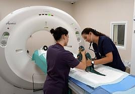 Veterinarias de Loro Parque usando el TAC.