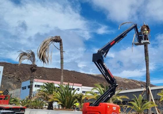 Retiran las palmeras muertas del Sebadal por el riesgo de caída