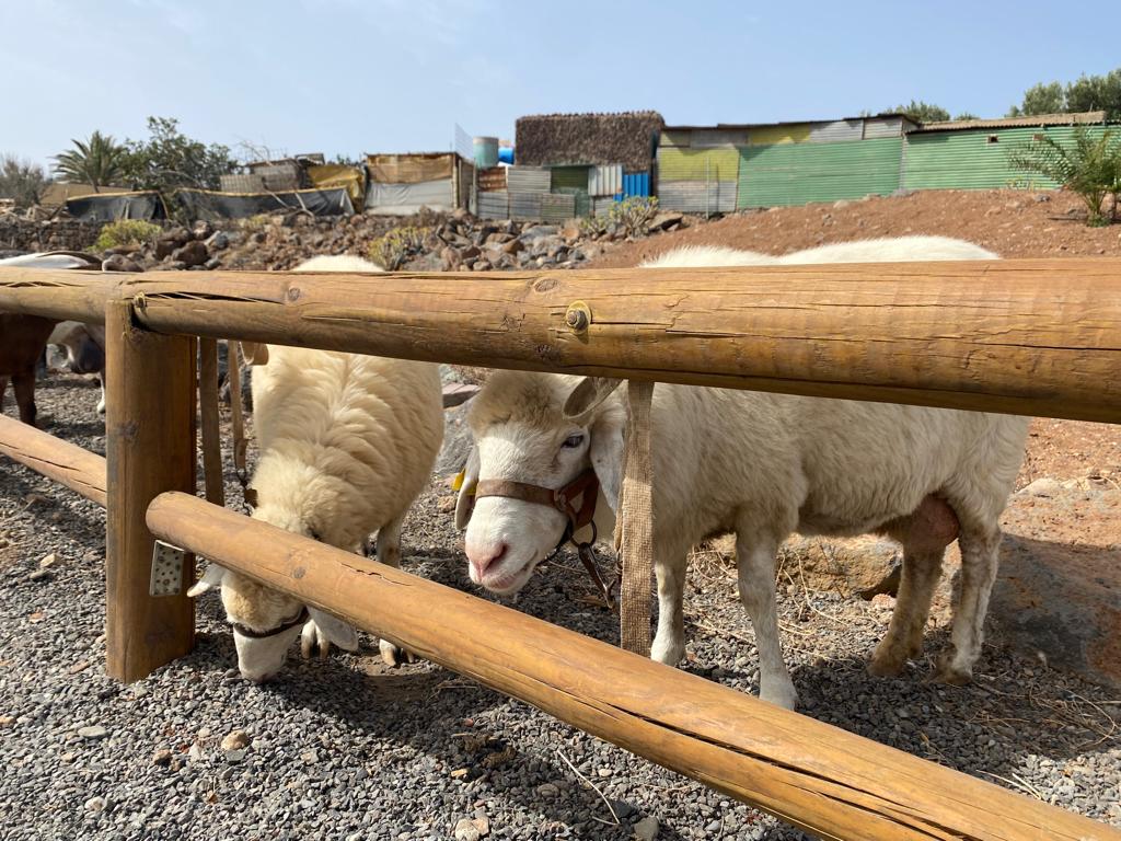 Agüimes celebra el día grande de las fiestas de la Virgen del Rosario