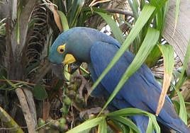 Anodorhynchus leari.