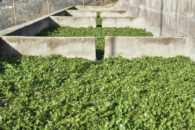 Las berreras de La Solana, en imágenes