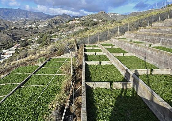Las berreras de La Solana, en imágenes