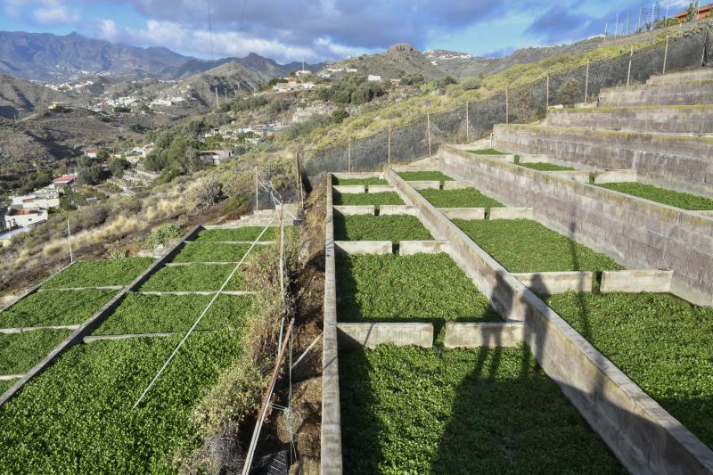 Las berreras de La Solana, en imágenes