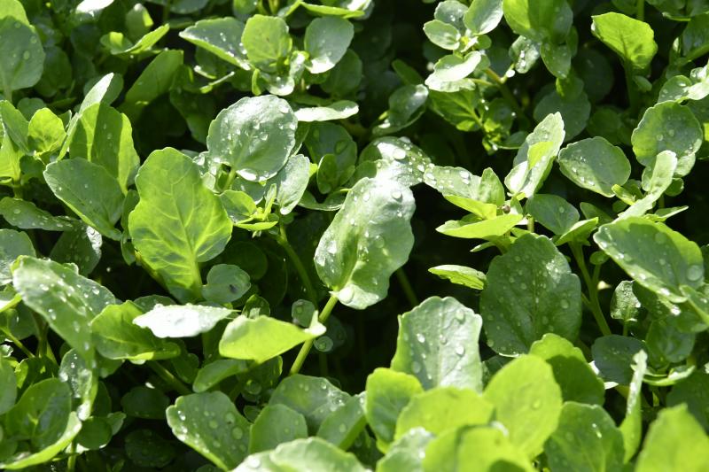 Las berreras de La Solana, en imágenes