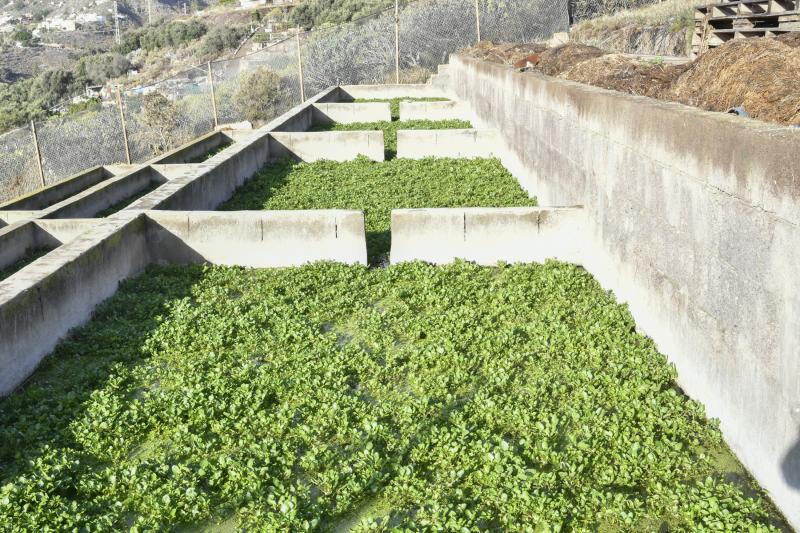 Las berreras de La Solana, en imágenes