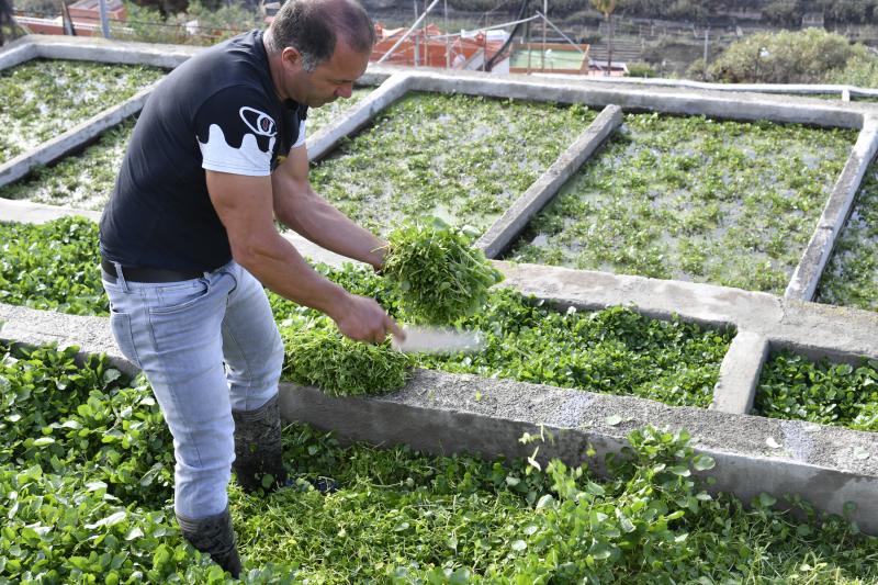 Las berreras de La Solana, en imágenes