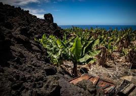 La comercialización de plátano regresa en la península al nivel previo a la erupción del volcán