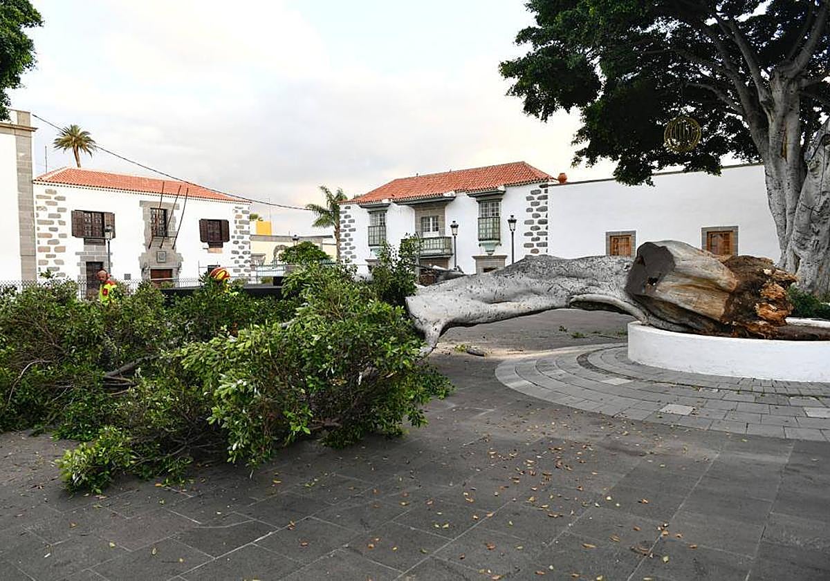 Imagen principal - Se desploma uno de los laureles de India centenarios en Telde