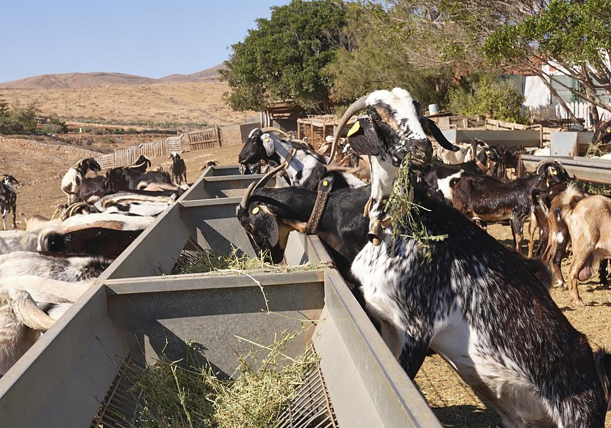 Cabras comiendo alfalfa en la ganadería Las Margaritas.