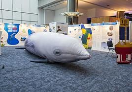 Canarias presenta en Bruselas una iniciativa para crear un santuario marino en la Macaronesia