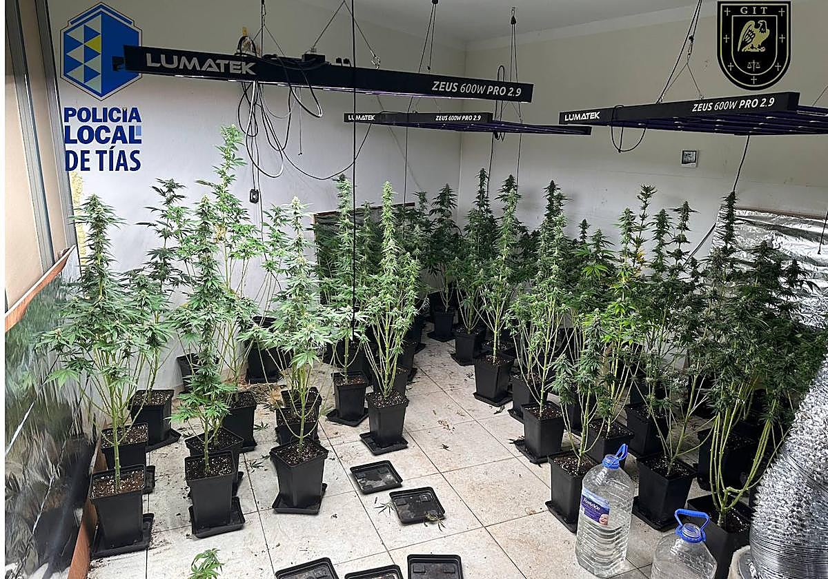 Desmantelan un local de cultivo de marihuana en Puerto del Carmen