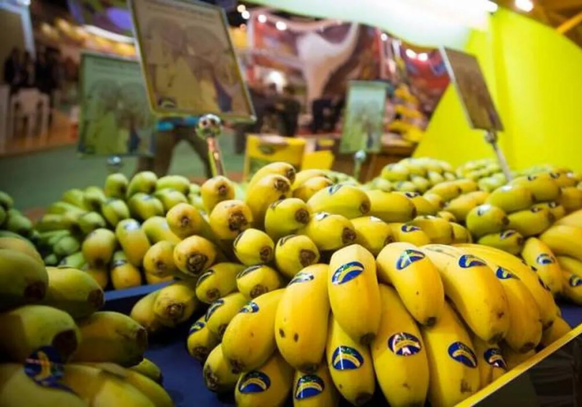 El Plátano de Canarias obtiene una clasificación arancelaria exclusiva de la Unión Europea
