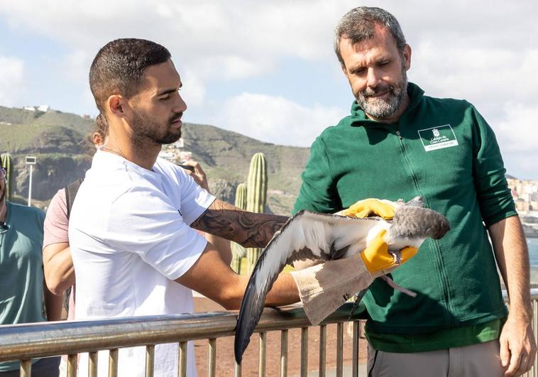 Benito Ramírez procede a soltar una pardela rescatada tras hacerse caído deslumbrada.