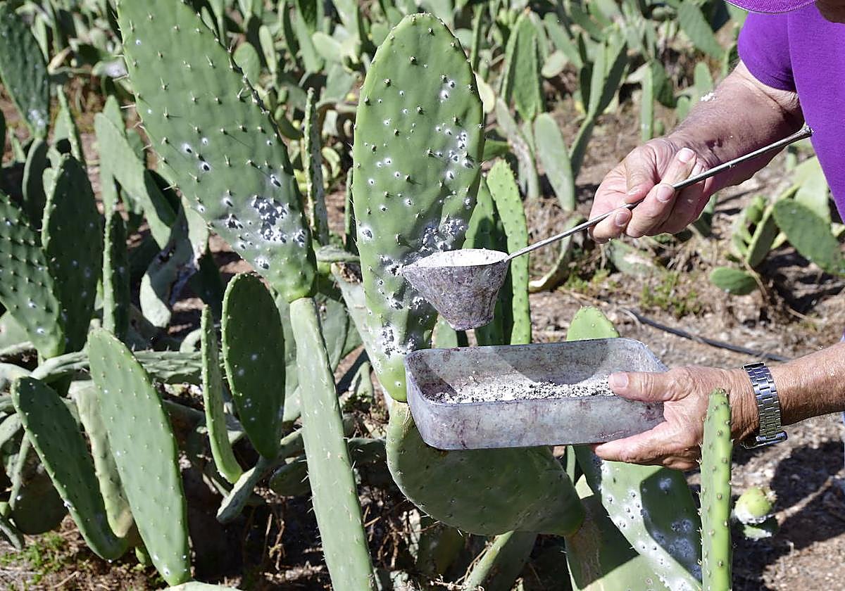 Explotación con la que Canaturex produce su cochinilla.