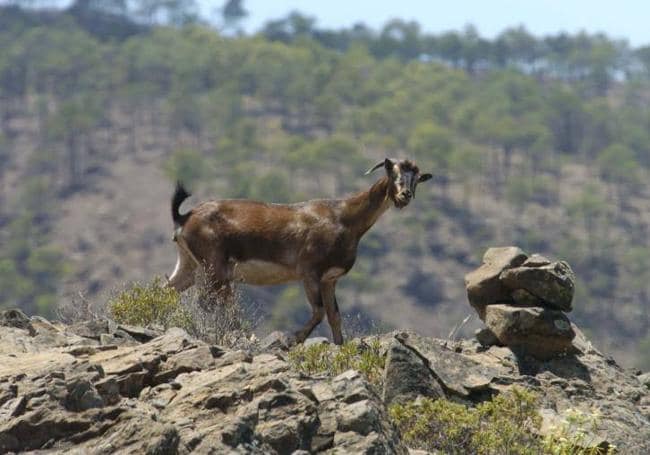 Una cabra campando a sus anchas por la Reserva Natural Integral de Inagua.