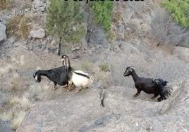 Cabras avistadas durante una apañada realizada en el entorno de Tirma en julio de 2023.