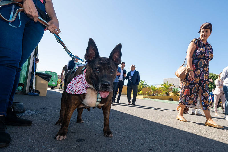El primer día de Animundo, en imágenes