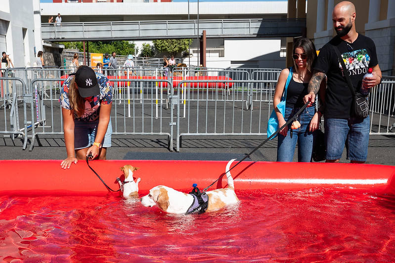 El primer día de Animundo, en imágenes