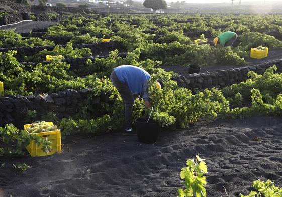 La vendimia de 2023 permitirá llegar a 3 millones de botellas