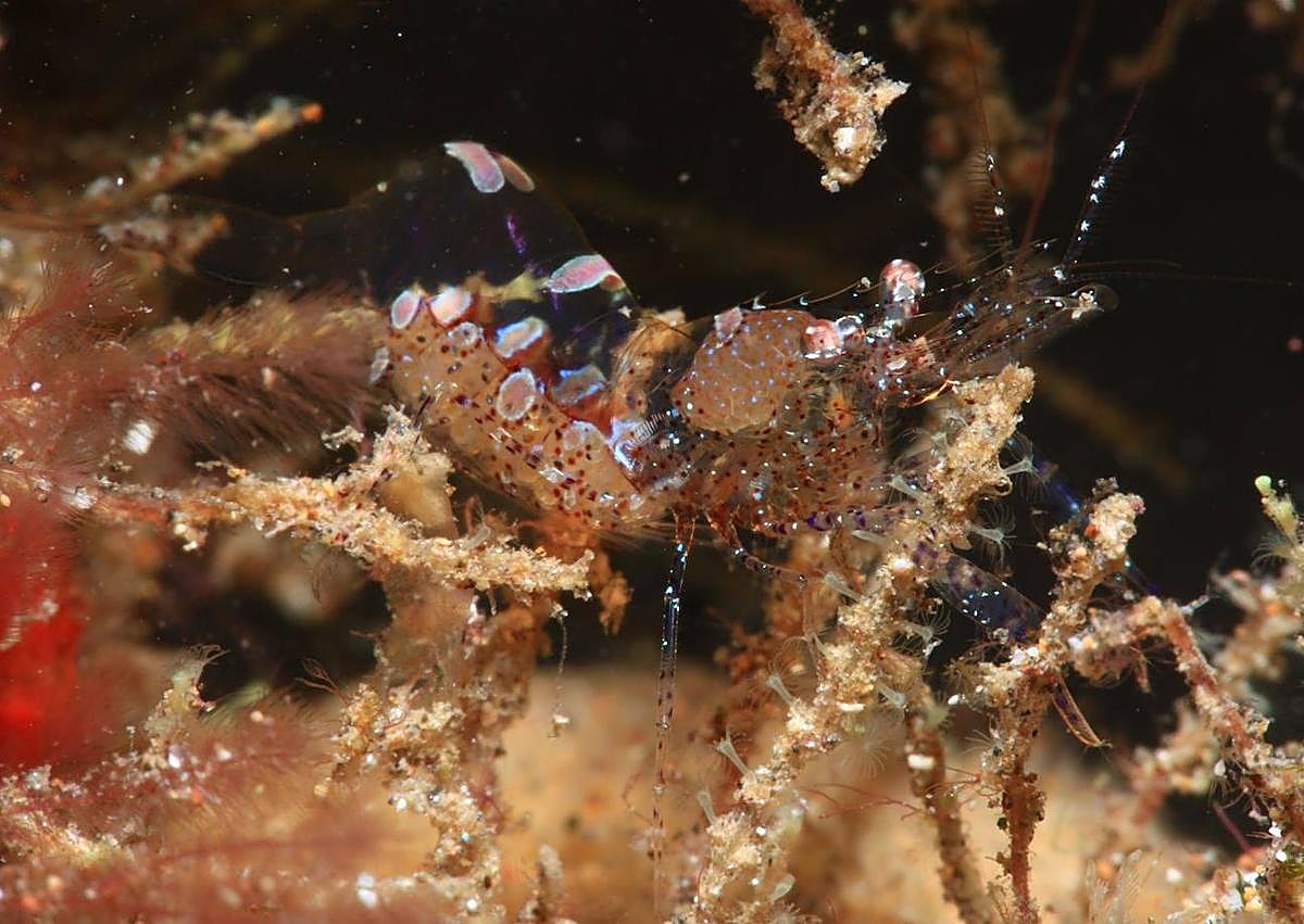 Imagen secundaria 1 - Mejor foto tematica, de Escuela y González (abajo-d). Una de las fotos de Telle y Hernández, ganadores del Open FotoSub (abajo-i).