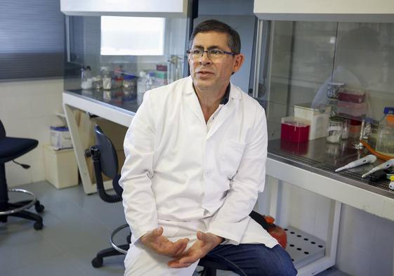 Gripe porcina en humanos: el peligro es que la aviar «prenda en los cerdos»
