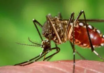 Los virus transmitidos por insectos son un problema creciente en España
