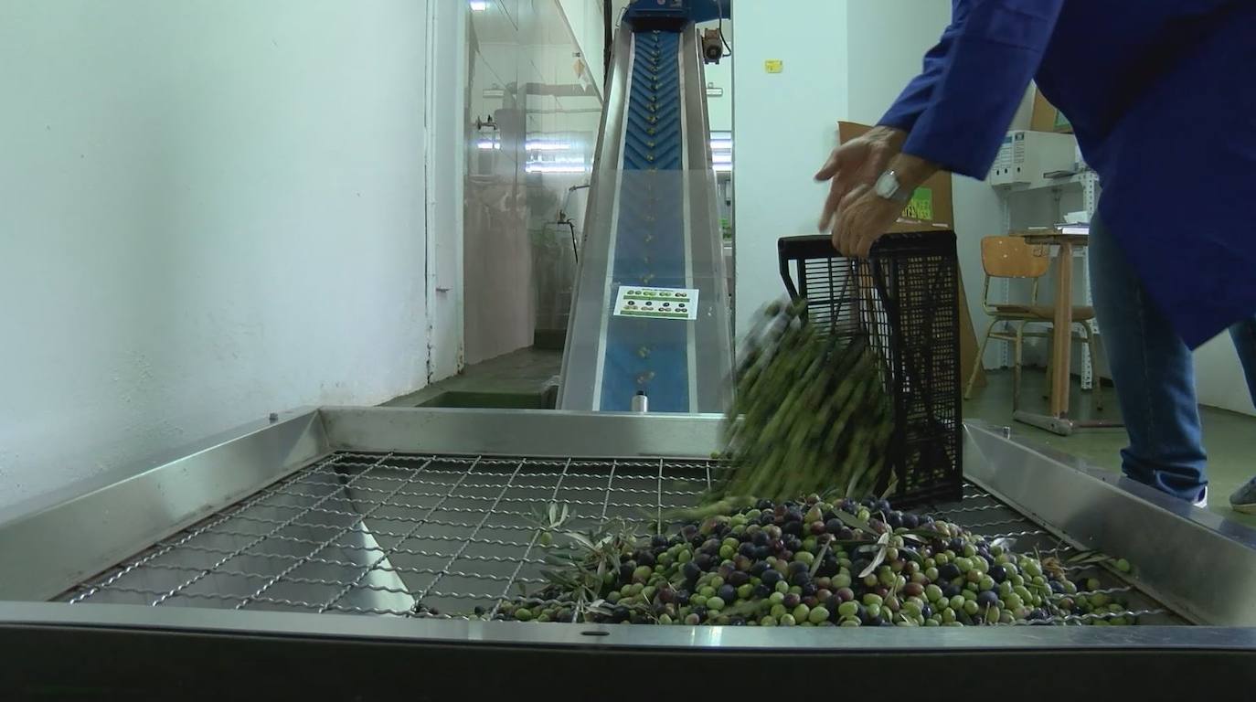 En esta almazara participaron unos 80 agricultores.