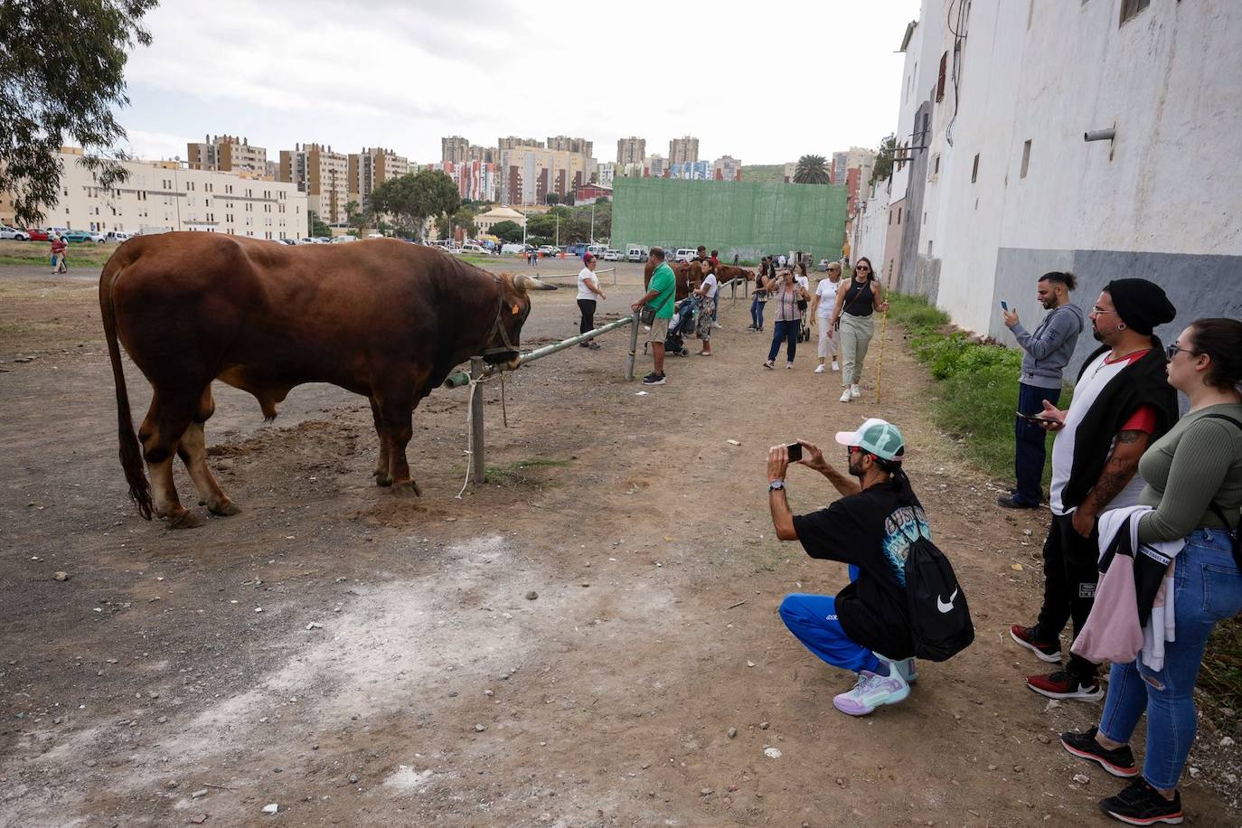 Jinámar celebra sus fiestas de la Concepción