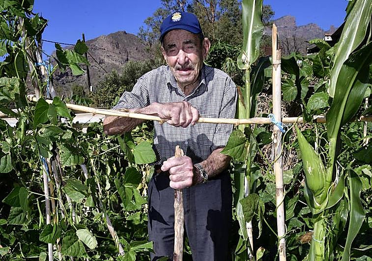 Pepito se agarra a su sacho en su finca de Rosiana, en Santa Lucía de Tirajana.