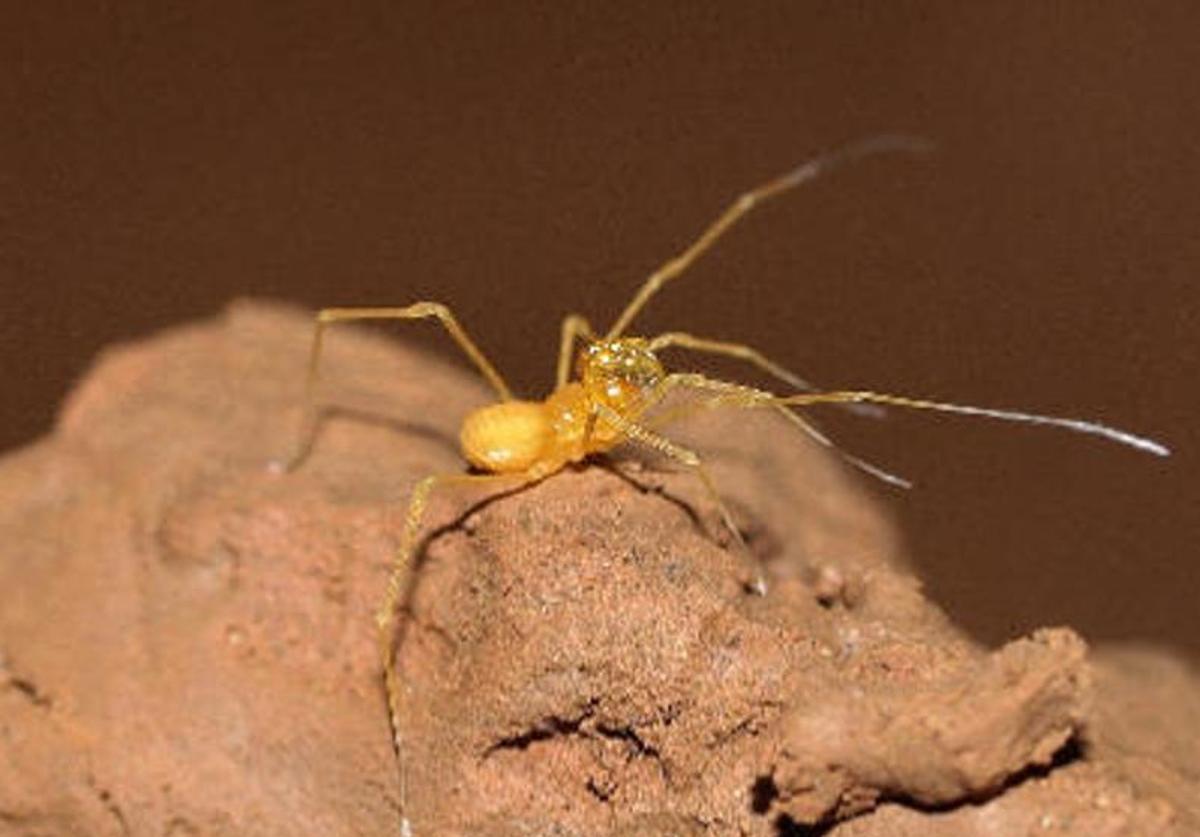 El opilión cavernícola majorero es pequeño, ciego, de color amarillo y único en el mundo.