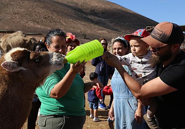 Niño dando de comer a majalulo.